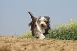 BEARDED COLLIE 207